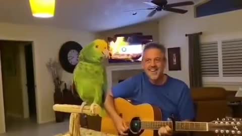 Parrot song with guitar