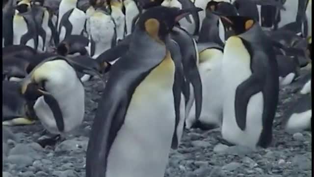 How King Penguins Mate!