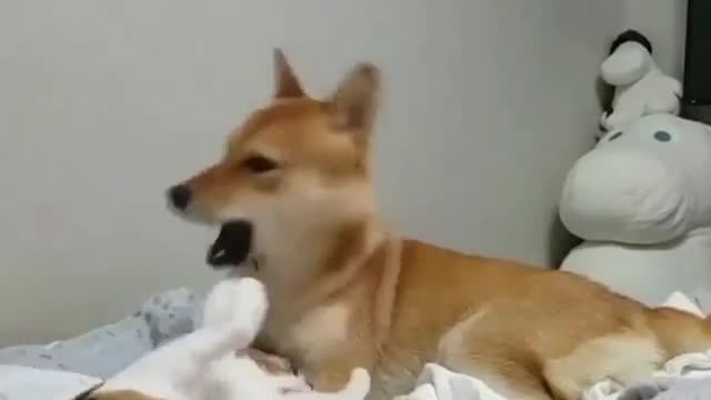 The cat attacked the dog, but failed