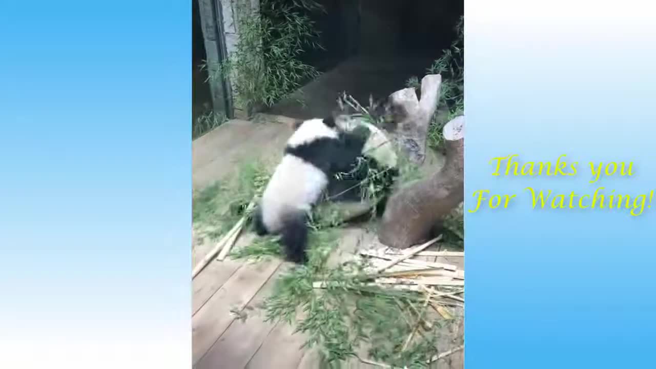 Funny videos d+
