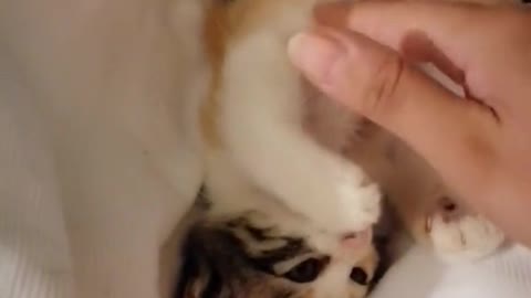 CAT ENJOYING BELLY RUBS-PETTING