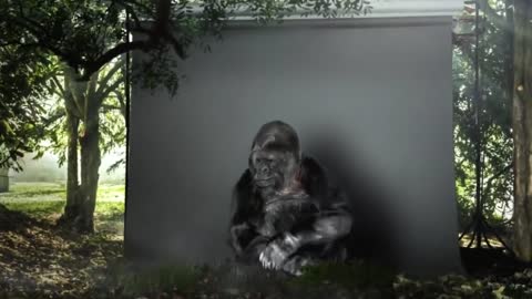 The world's last talking gorilla Koko has left a dying message to humanity!