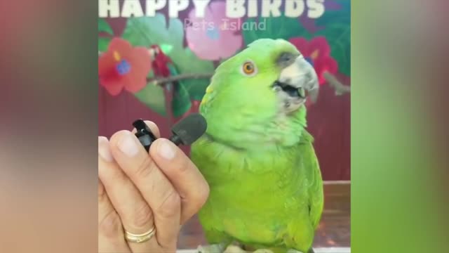 Smart Parrot Talking - Funny Parrot Video | Pets Island