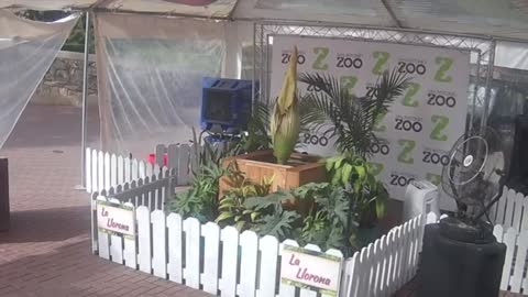 'Smells like wet garbage' _ Corpse flower at San Antonio Zoo close to blooming