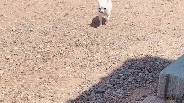 Its HAWT in Az! Gizzie has learned that shade is cooler