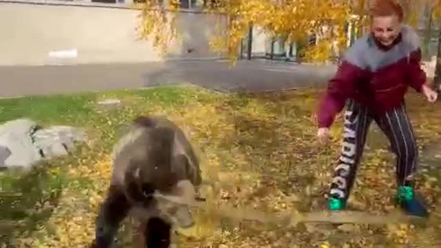 Fun-loving bear adorably plays in autumn leaves with carer