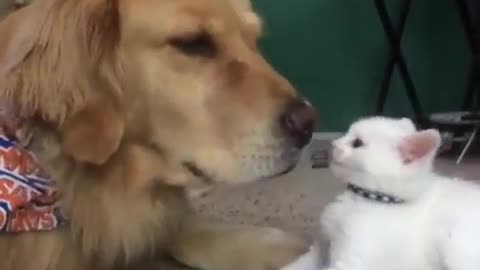 The dog was bullied by the kitten