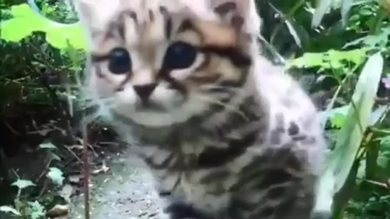 The Black footed cat 😍