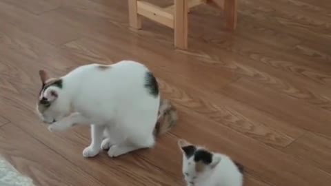 Caturday