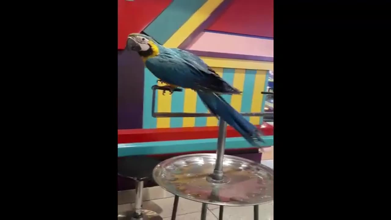 Gigga Mall In Rawalpindi Daud Playing With Parrots