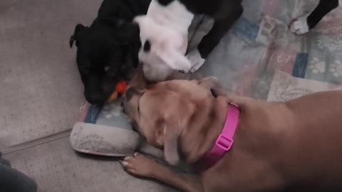 Mommy and puppy time