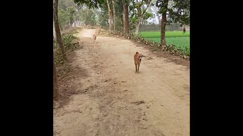 Baby Dogs - Cute and Funny to watch