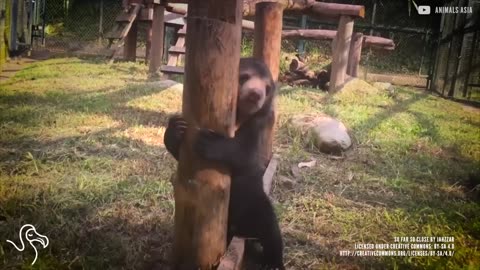 Murphy The Orphaned Sun Bear