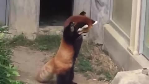 Red panda encounters stone