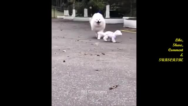 Cute And Funny Pet Videos Compilation 11 - Funny Dog Videosa - hai