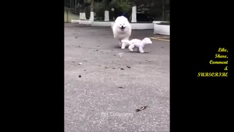 Cute And Funny Pet Videos Compilation 11 - Funny Dog Videosa - hai