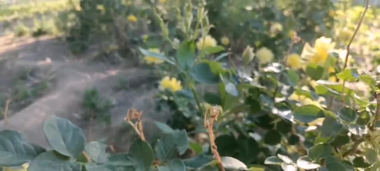 Small yellow flowers are hidden in the green melon seedlings
