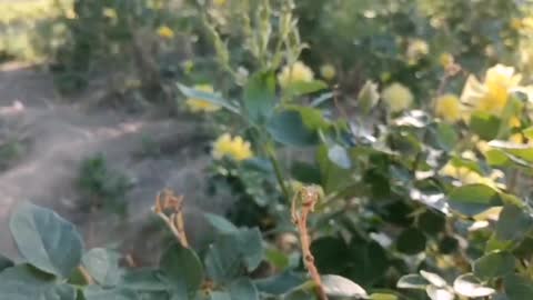 Small yellow flowers are hidden in the green melon seedlings