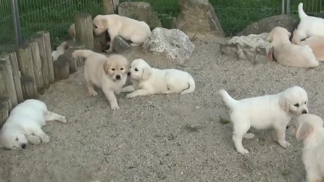 Schwarm von Golden Retriever Welpen (480p)