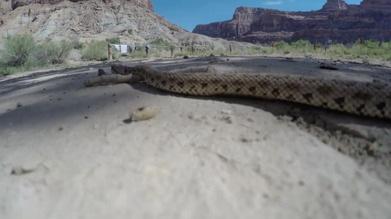 A Great Basin Rattlesnake moving across a vast desert in Utah