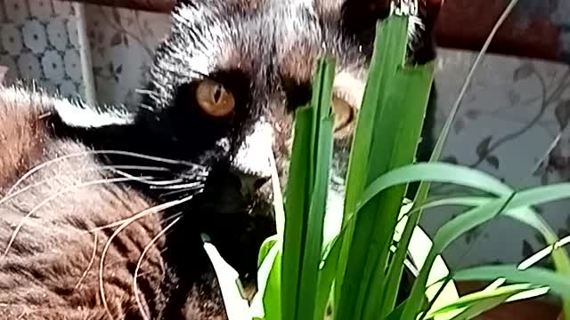 Black cat eating grass in the sun