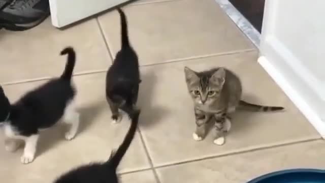 8 cats play together, they are all newborns from the same mother