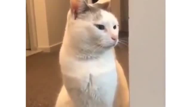 Cat reaction