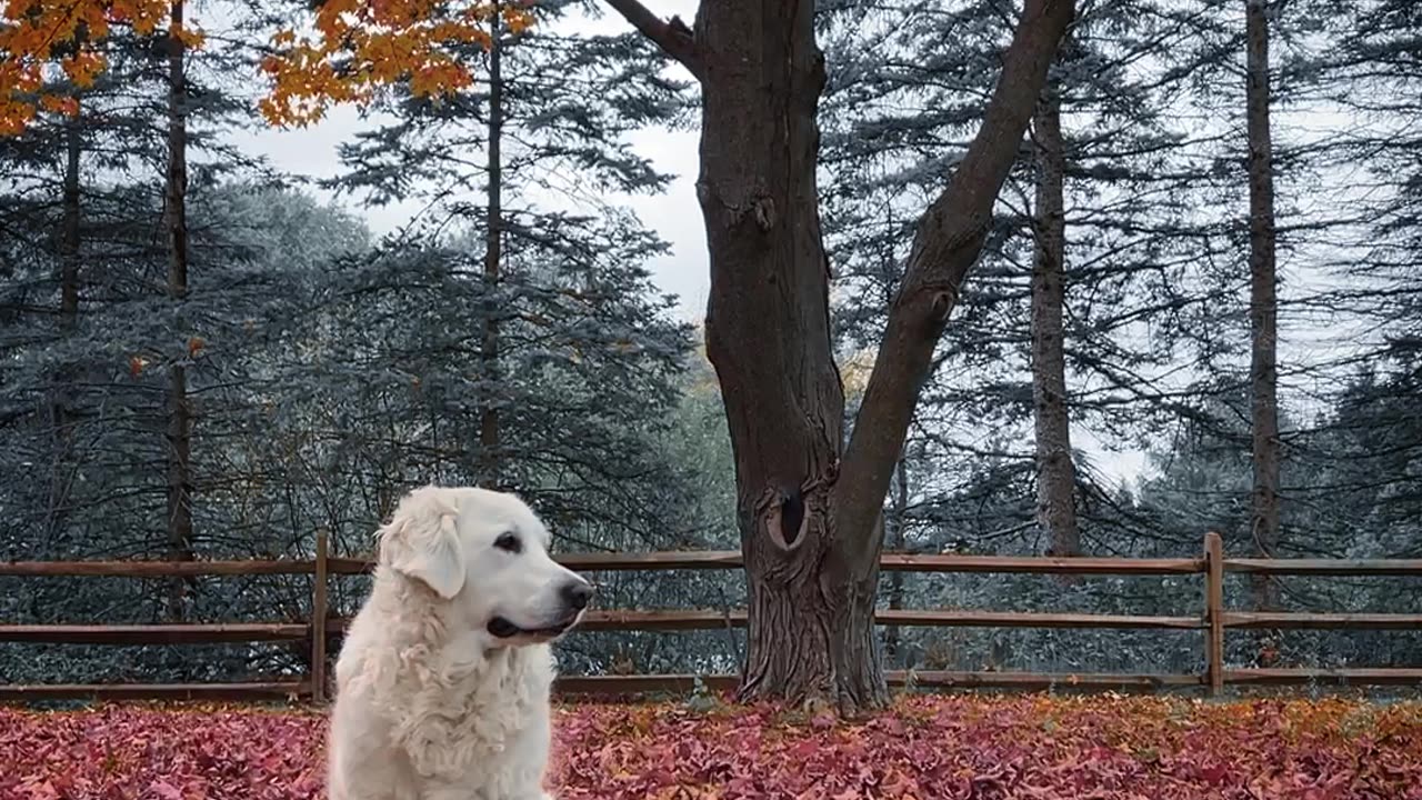 StellaBean enjoying her favorite season ❤️