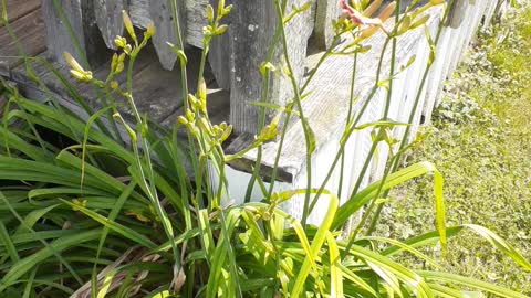 My garden and flowers