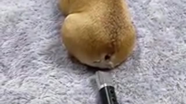 Dog Farts in Microphone