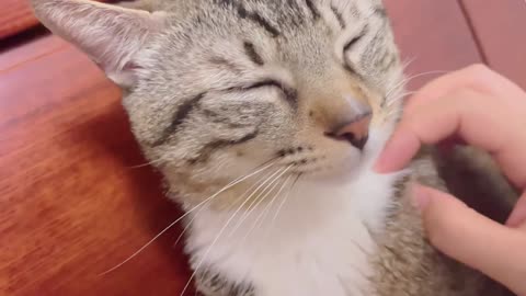 Cat fluff feels comfortable and can relieve people's emotions