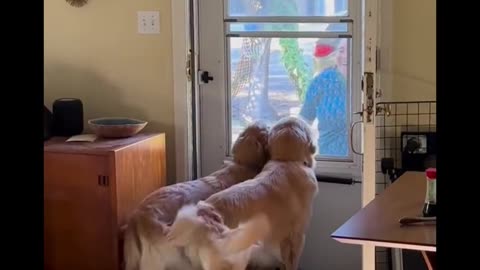 Dogs waiting for their owners are so cute