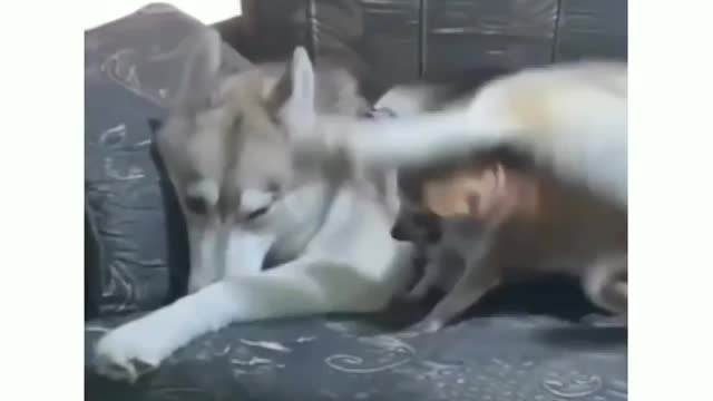 Can save someone Husky 😟