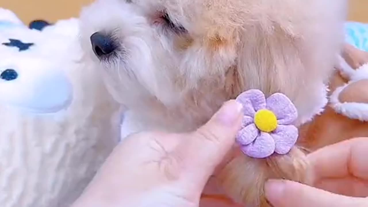 How to get dog 🐕🐶 amazing 🤩😻 to make sure
