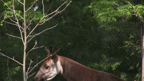 Rare Okapi: The SECRET Creature of the Congo Forests! (VIRAL).