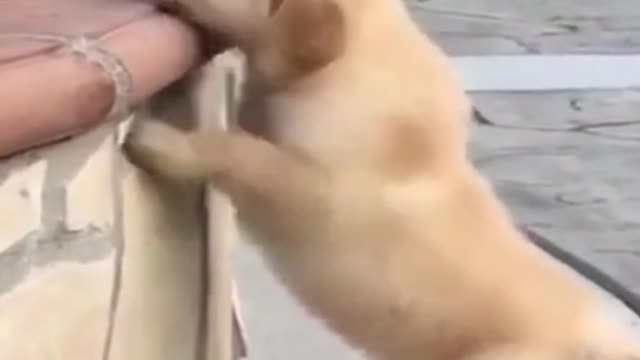 Cute puppy gives up to climb and walk away