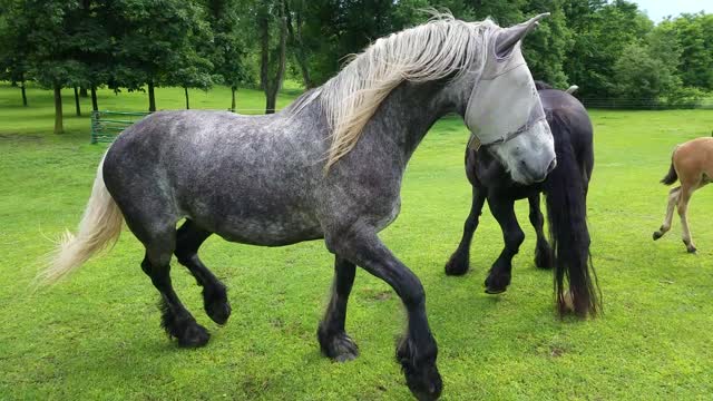 Foal with hoody on confuses big brother