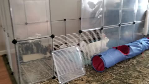 Helix the Bunny Rabbit Loves His Home