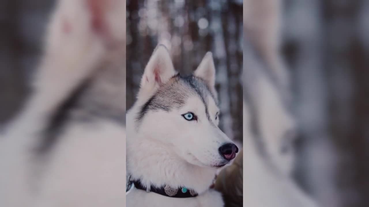 Smart animal, funny animals, smart dog, funny dog🐶 The Smart Dog 🐕 Talented Dog 😎 Well Trained