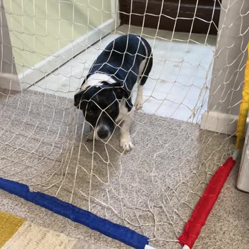 Creek is not allowed in the basement anymore