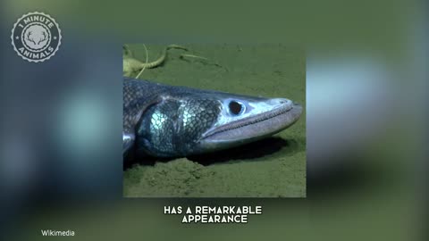 lizard fish in one minute