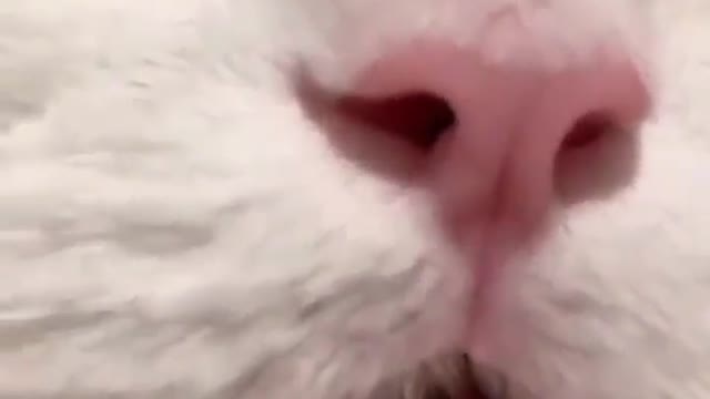 My cat MEOWING ❤😊