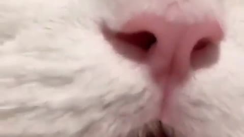 My cat MEOWING ❤😊