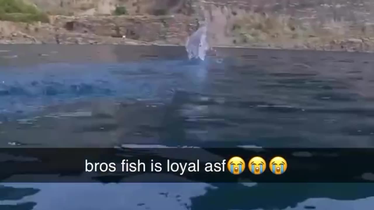 fish loyalty is different