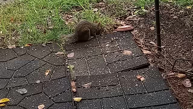 Half tail squirrel eating bird seed