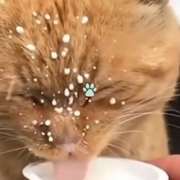 CATS AND DOGS! BEST 2021