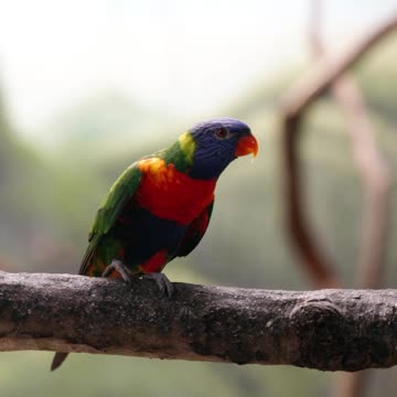 parakeet got dumped hahaha