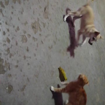 Pup is playing with ready to fight cats. Part3