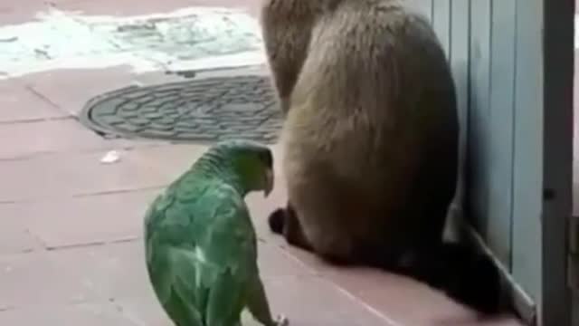 Dog Vs Parrot 🐦 Videos