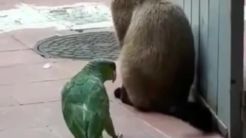 Dog Vs Parrot 🐦 Videos